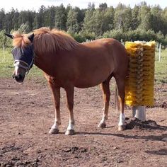 a brown horse standing on top of a dirt field next to a yellow pole and trees