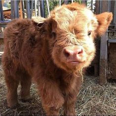 a small brown cow standing on top of dry grass