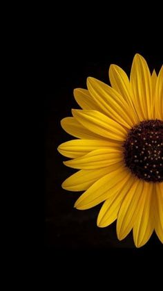 a large yellow sunflower with dark background