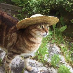 a cat wearing a straw hat on top of it's head