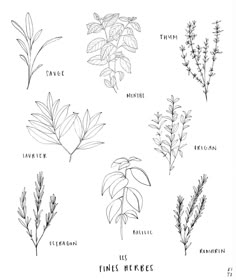 the different types of herbs drawn by hand