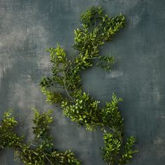 some green plants are on a gray surface