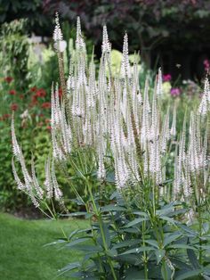 white flowers are in the middle of a garden