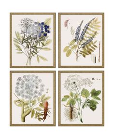 four framed pictures of wildflowers and other flowers