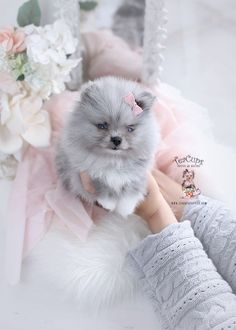 blue merle pomeranian puppy with beautiful blue eyes wearing a pink bow in her hair Merle Pomeranian Puppy, Blue Pomeranian, Blue Merle Pomeranian, Shorkie Puppies, Merle Pomeranian, Small Dog Tattoos, Micro Teacup Puppies, Teacup Yorkies, Dog Print Tattoo