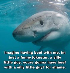 a close up of a shark under water with a caption that reads imagine having beef with me im just a funny joke