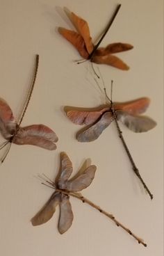 four different types of dragonflys are displayed on a white surface with sticks and twigs