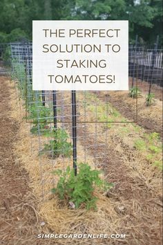 the perfect solution to staking tomatoes is that they are growing in their own garden