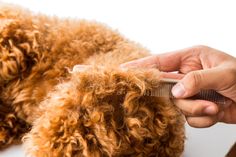 Close up of dog fur combing and detangling during grooming stock photos Up Dog, Comb, Close Up, Dogs