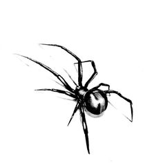 a black and white drawing of a spider