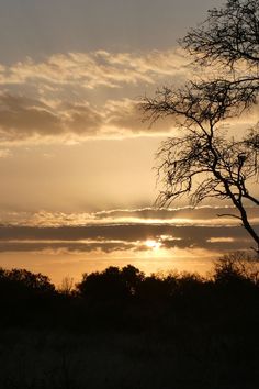 the sun is setting behind some trees in the distance, and there are no leaves on them