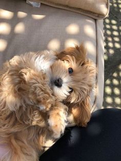 a small brown dog sitting on top of a person's lap next to a chair