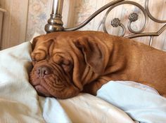 a brown dog sleeping on top of a bed