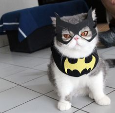 a grey and white cat wearing a batman mask