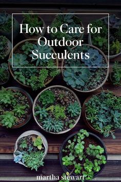 many potted plants with the words how to care for outdoor succulents