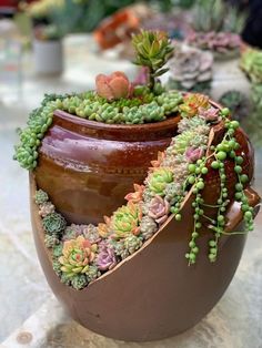 a potted plant with succulents in it