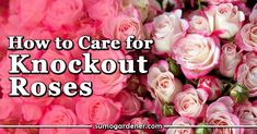 pink roses with the words how to care for knockout roses on top of it