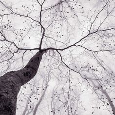 looking up at the top of a tall tree with leaves on it's branches