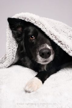 a black and white dog laying under a blanket