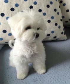 a small white dog sitting on top of a bed next to two blue and white pillows