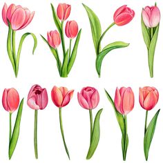 pink tulips are shown in different stages of blooming on a white background