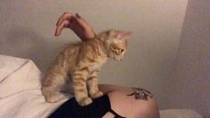 a cat sitting on the back of a man's head while he holds it up