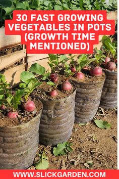 several pots with apples growing in them and text overlay that reads 30 fast growing vegetables in pots growth time mentoned