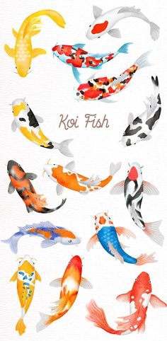 watercolor koi fish in different colors and sizes, with the words koi fish above them