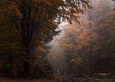 a dirt road surrounded by trees in the fog