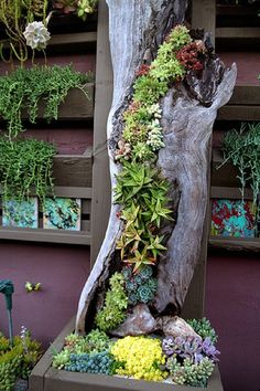 a tree trunk with plants growing out of it