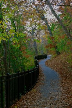 the path is surrounded by trees and leaves