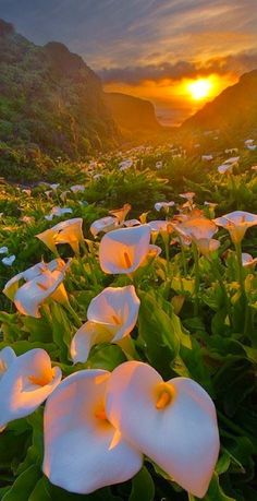 some white flowers are in the grass and there is a sun setting behind them with mountains in the background