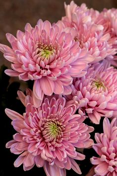 pink flowers with green centers in a vase