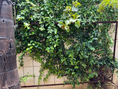 a wall covered in green plants next to a tree