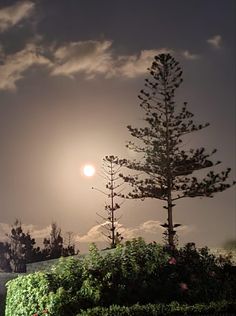 the sun is setting behind some trees and bushes