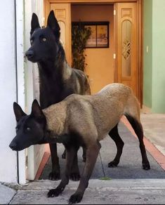 two black and brown dogs standing next to each other on the sidewalk in front of a building