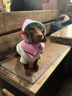 a brown dog wearing a pink and white sweater sitting on top of a wooden bench