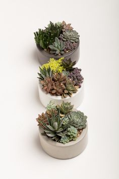 three pots filled with different types of succulents