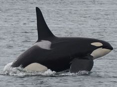 an orca in the water with its mouth open