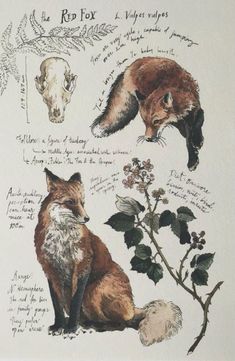 two foxes are sitting next to each other on a white sheet with writing and flowers