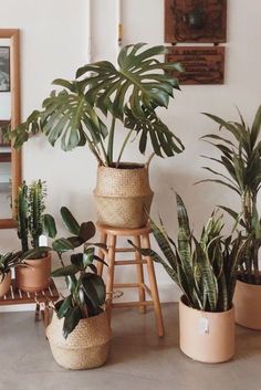 several houseplants are arranged in baskets on the floor