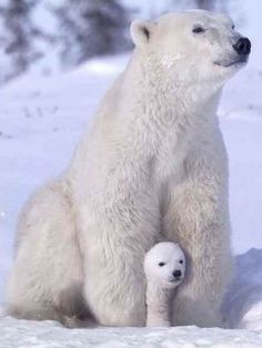 an adult polar bear and its cub sitting in the snow