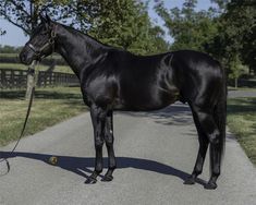 a black horse standing on the side of a road next to a person holding a leash