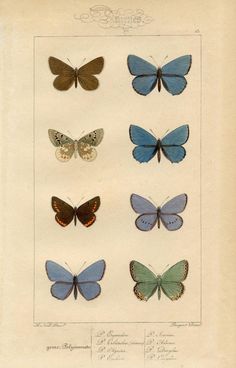 an old book with many different butterflies on the pages, including one blue and one brown