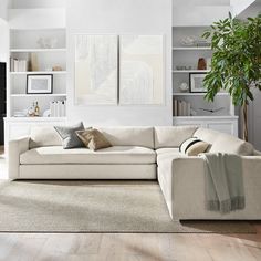 a living room filled with furniture and a potted plant in the middle of it