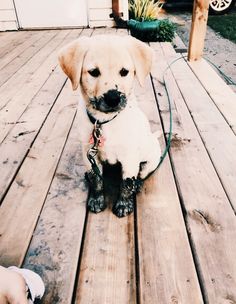 a small dog sitting on top of a wooden deck next to a person holding a leash