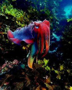 an octopus is swimming in the ocean with algaes and other marine life around it