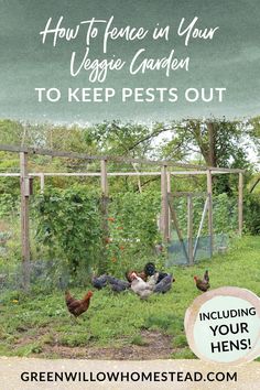 chickens in a garden with the words how to fence in your vegetable garden to keep pest out