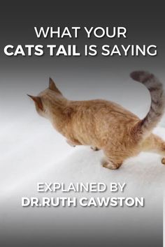 an orange cat walking across a white floor with the caption what your cats tail is saying