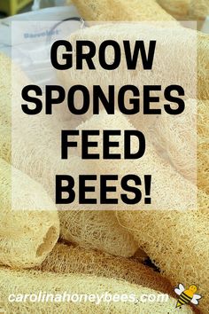 a pile of brown sponges with text overlay that reads grow sponges feed bees